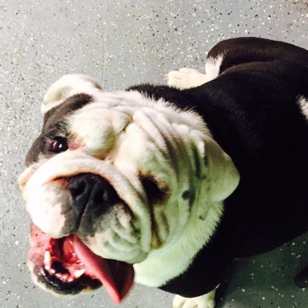 Meet your Posher, Holly